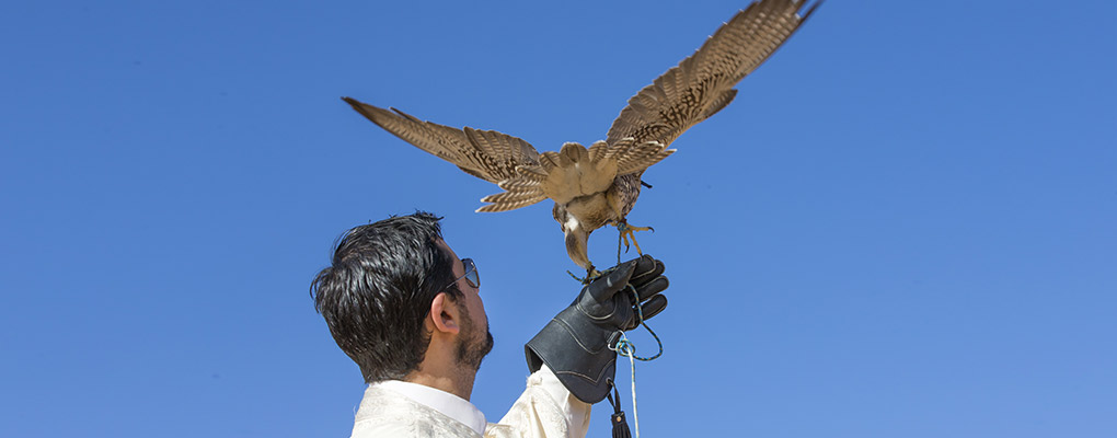 Falcon Release