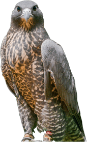 falcon