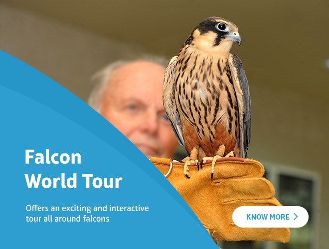 Falcon World Tour