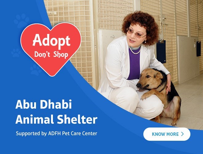 Home - Animal Shelter