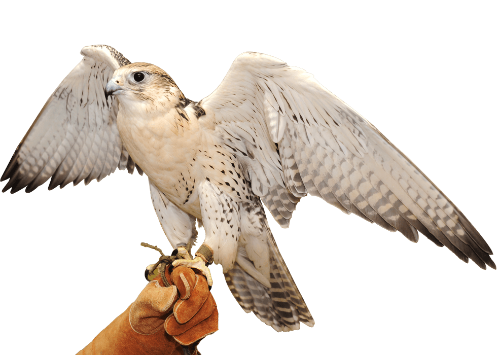 Falcon Service