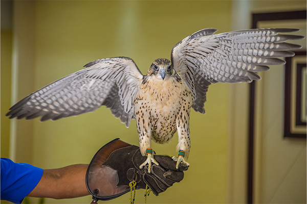 falcon
