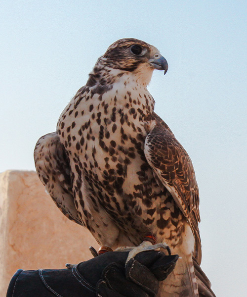 اخدمات الطيور