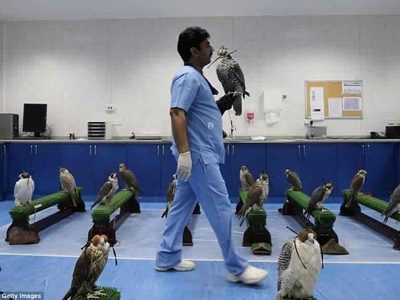 Falcon Hospital Abu Dhabi: A World Leader in Falcon Care and Conservation