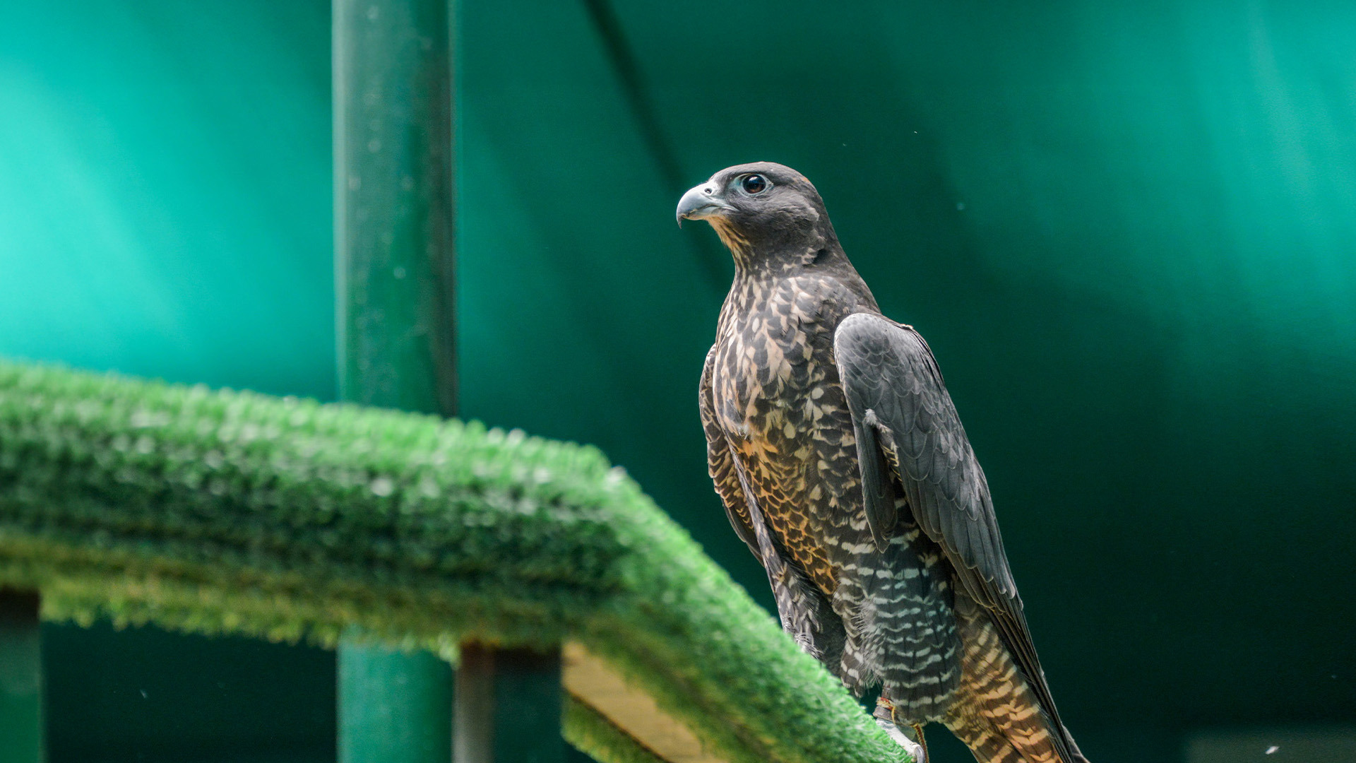 abu dhabi falcon hospital