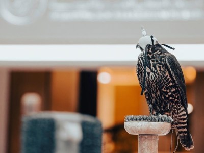 «الصقار الأول» يثري مسيرة نجاح وريادة «معرض أبوظبي للصيد والفروسية»