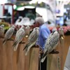 Abu Dhabi Falcon Hospital and Abu Dhabi Animal Shelter Participates at ADIHEX 2019