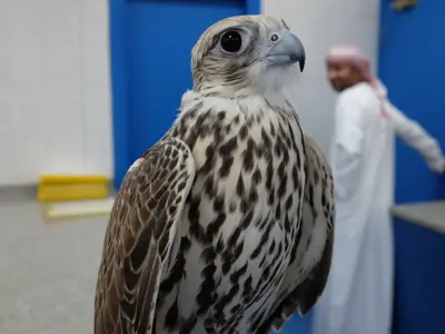Inside Falcon Hospital