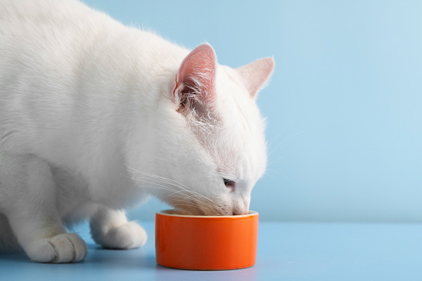 Feeding