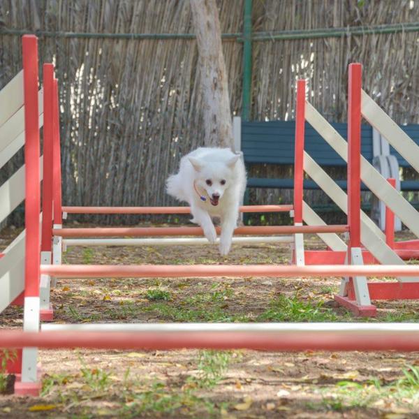 Dog Agility Park