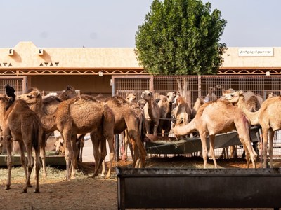 Abu Dhabi's animal encounters beyond the zoo
