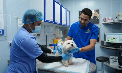 Our Abu Dhabi Animal Shelter Team