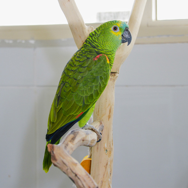 falcon