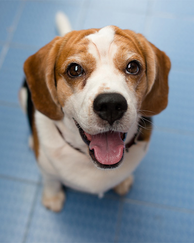 Abu Dhabi Animal Shelter