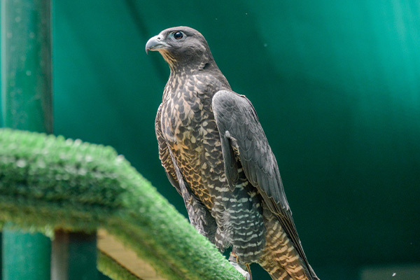 falcon