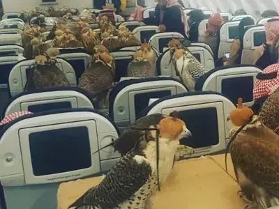 'Báu vật sống' của giới thượng lưu Trung Đông: Giá hàng trăm nghìn đô, được cấp hộ chiếu và bay khoang hạng nhất