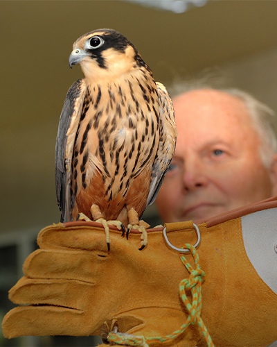 Falcon Tourism
