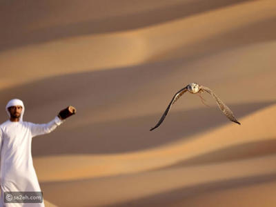 الصقر في الإمارات: رمز الوطن وطائره المدلل