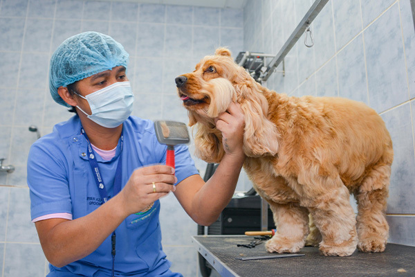 Grooming
