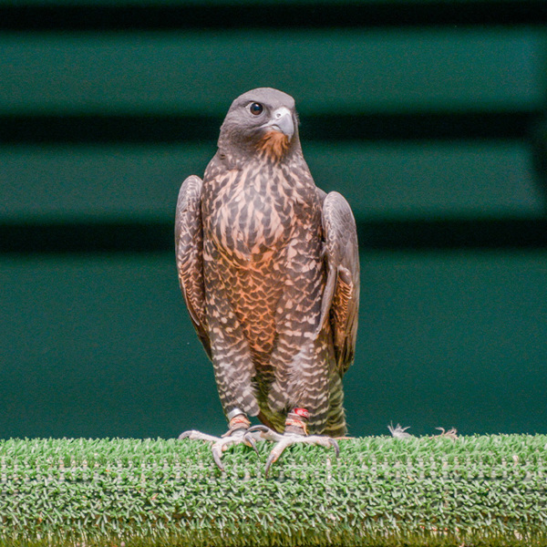 falcon