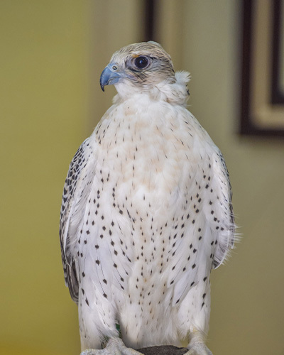 Falcon Services